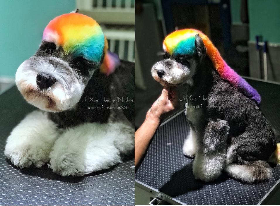 Ji_Xue_Groomer_with_OPAWZ_Tintes_permanentes