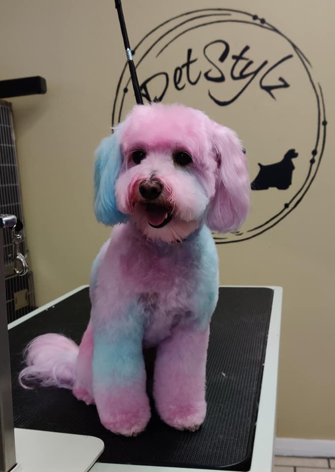 opawz shampooing couleur pour chien toilettage créatif