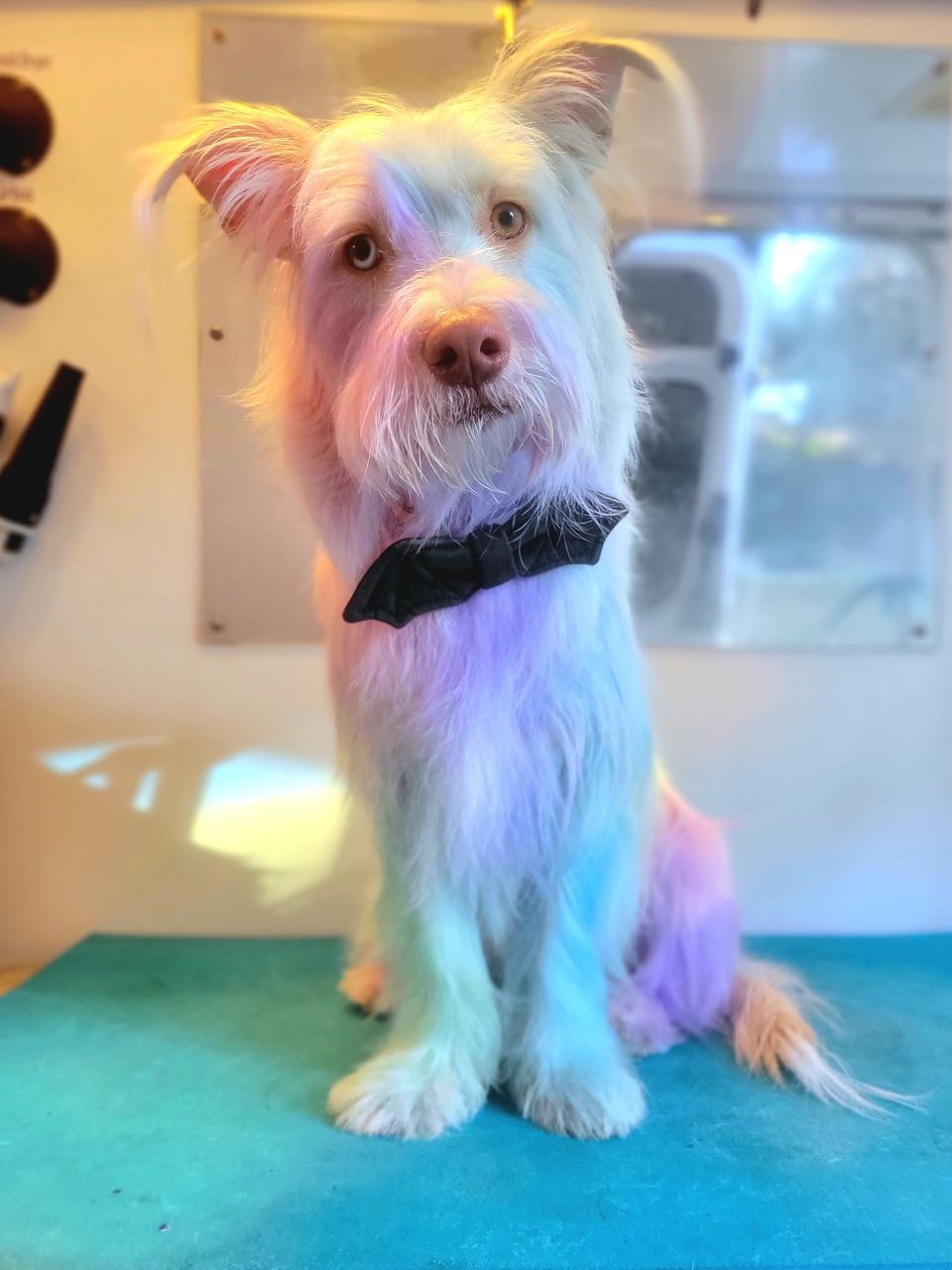 opawz dog color shampoo creative grooming