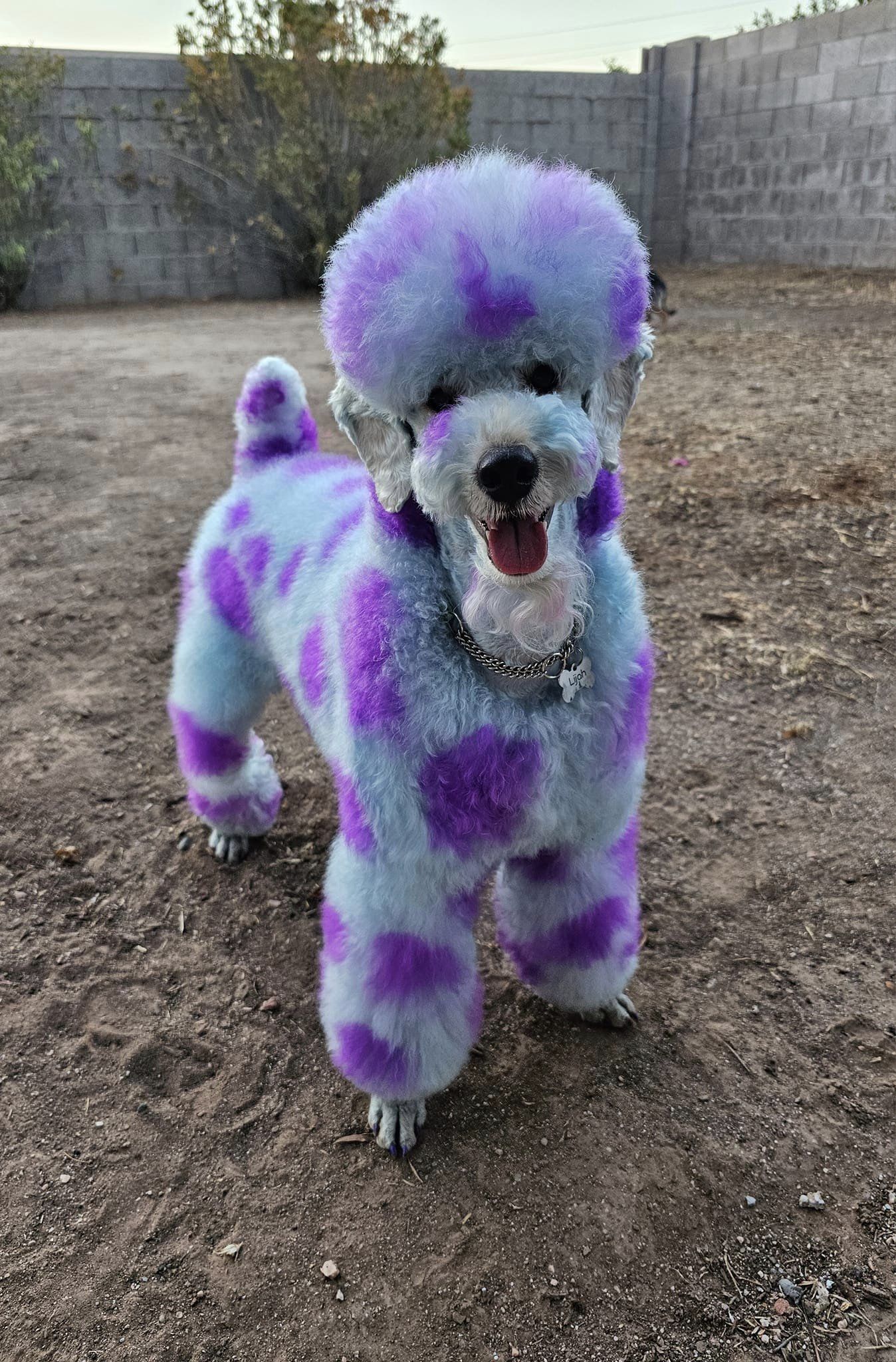 tinte para el cabello seguro para perros