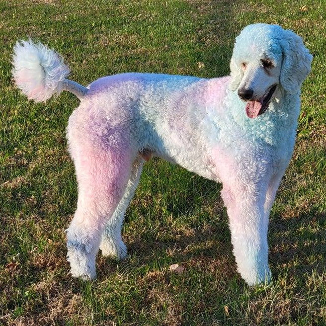 opawz shampooing couleur pour chien toilettage créatif