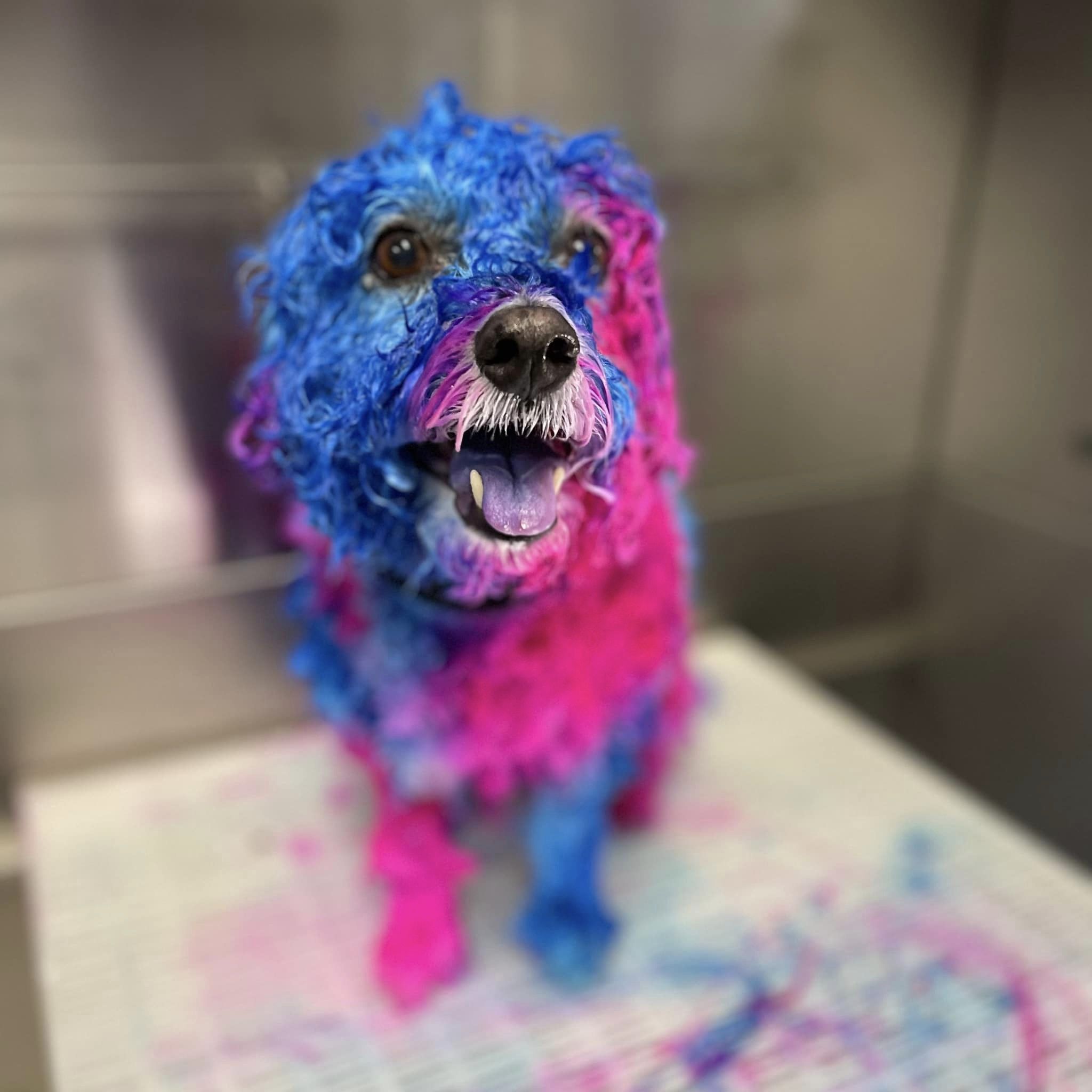 opawz shampooing couleur pour chien toilettage créatif