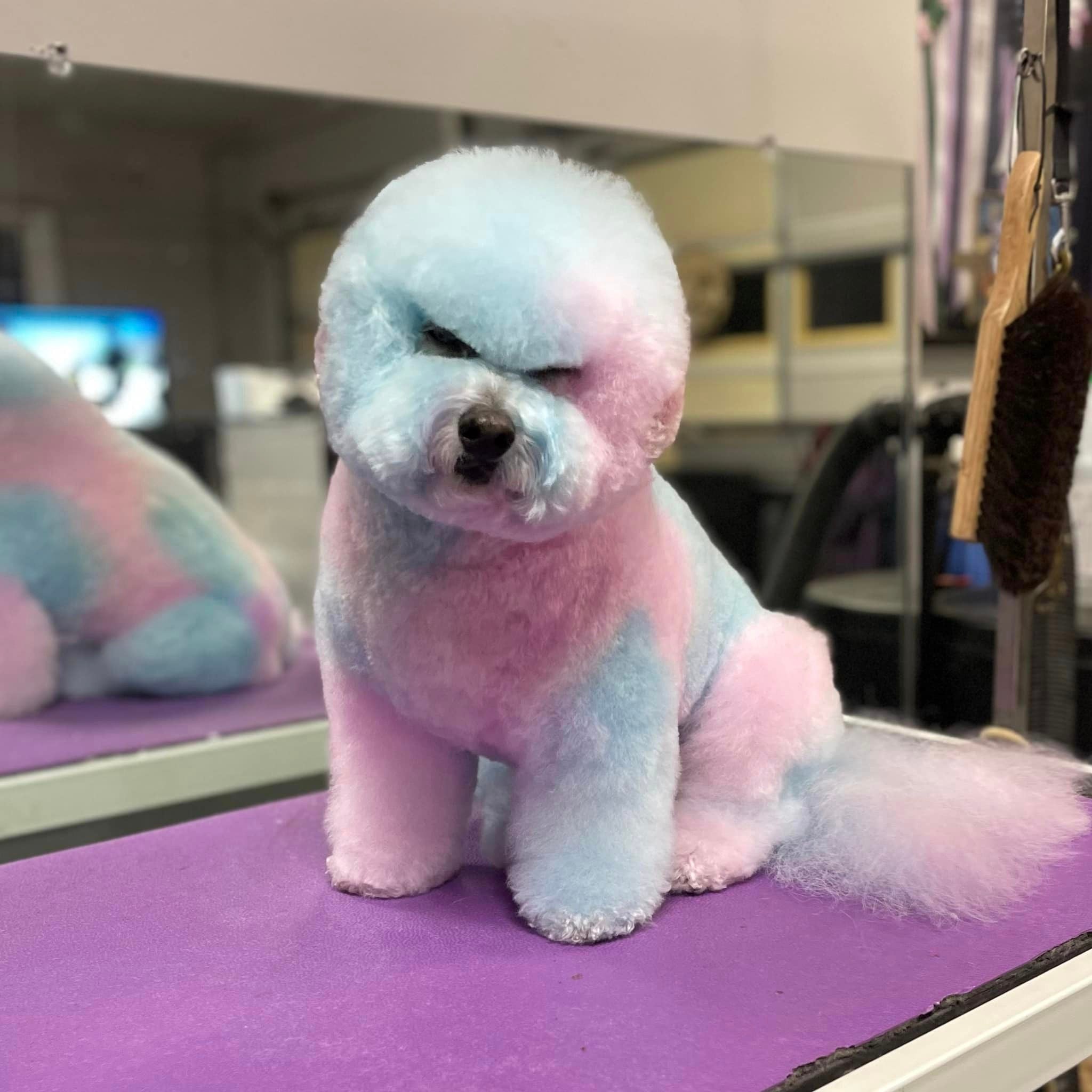 opawz shampooing couleur pour chien toilettage créatif