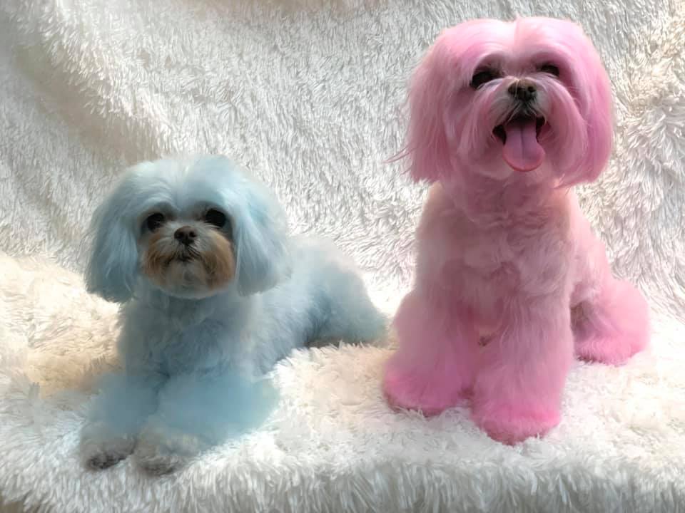 opawz shampooing couleur pour chien toilettage créatif