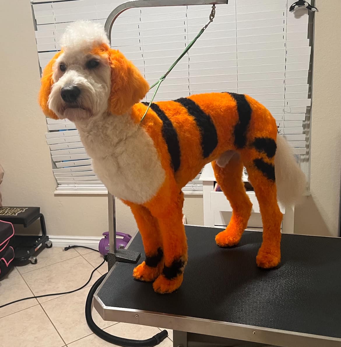 safe dog hair dye