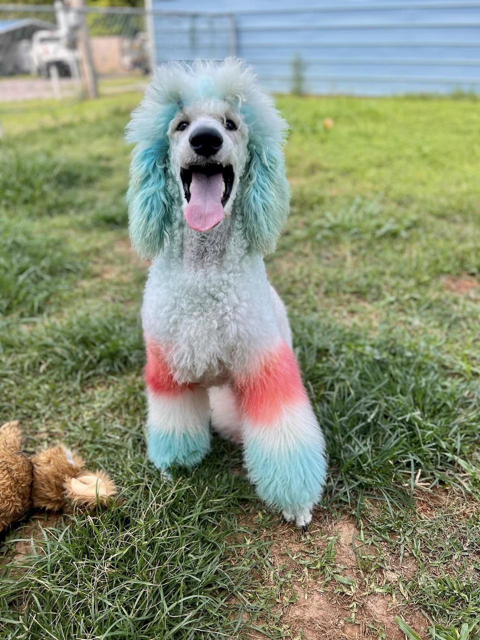 OPAWZ dog dye