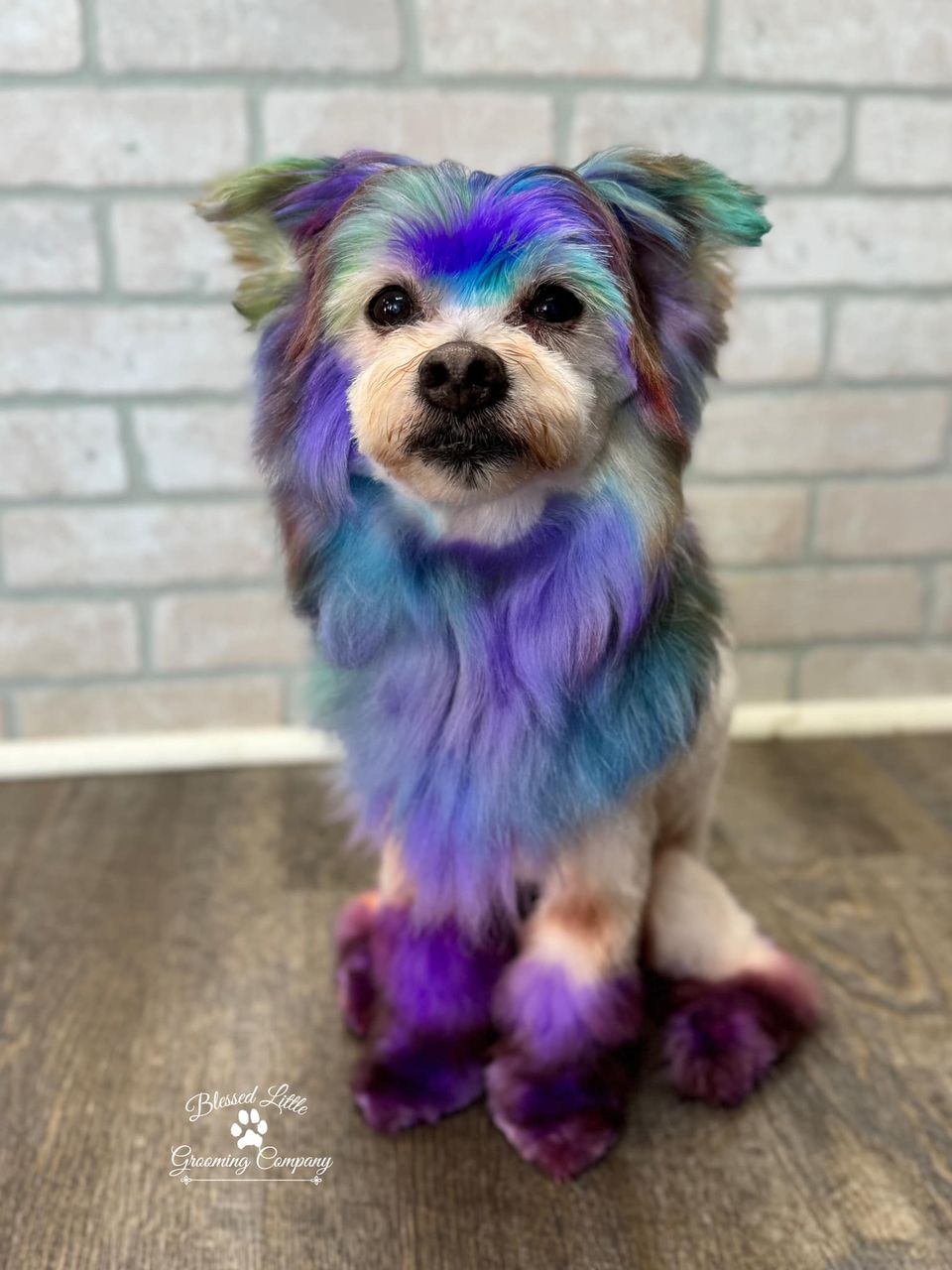 OPAWZ pet hair dye” style=