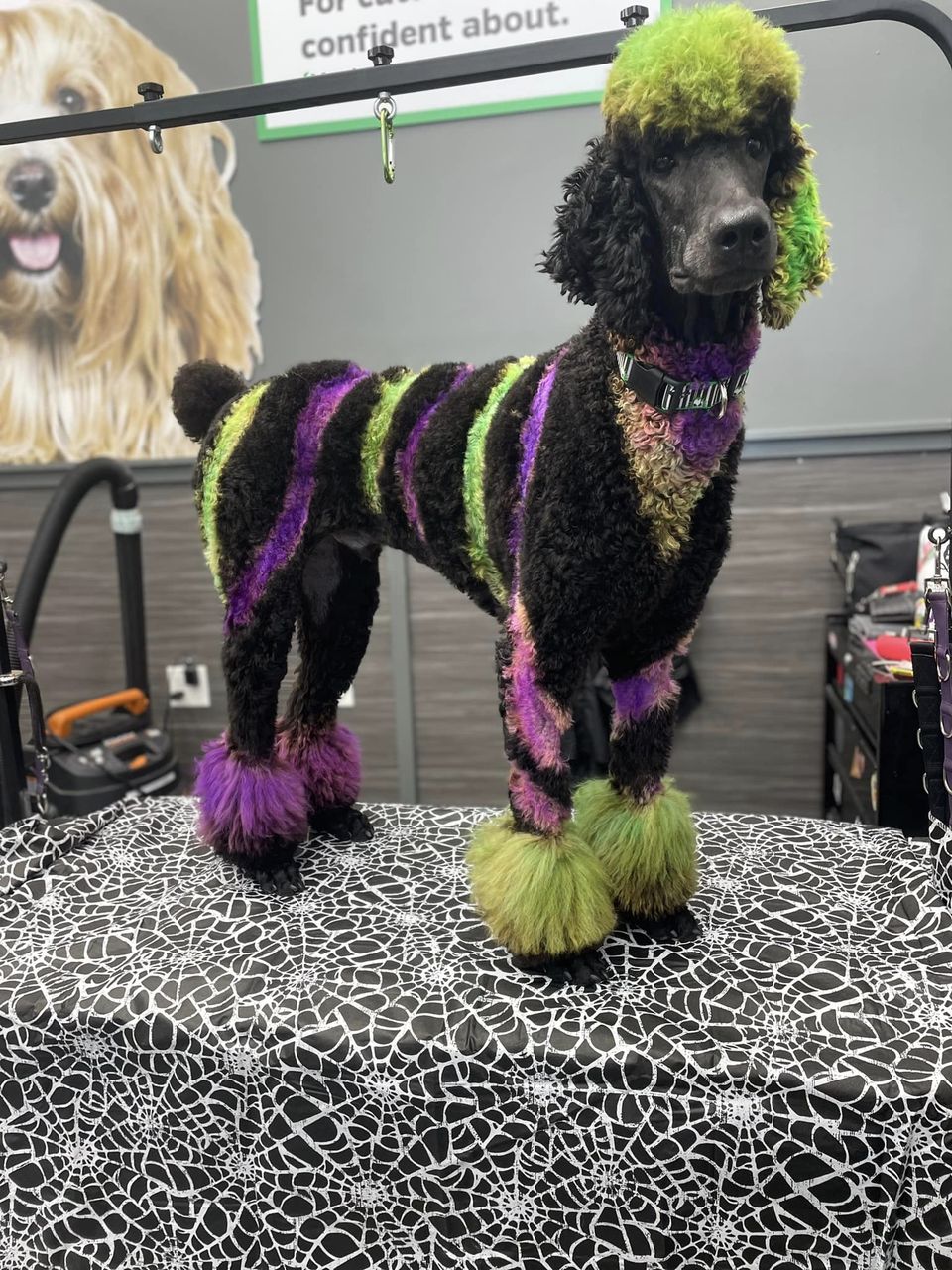 tinte para el cabello seguro para perros