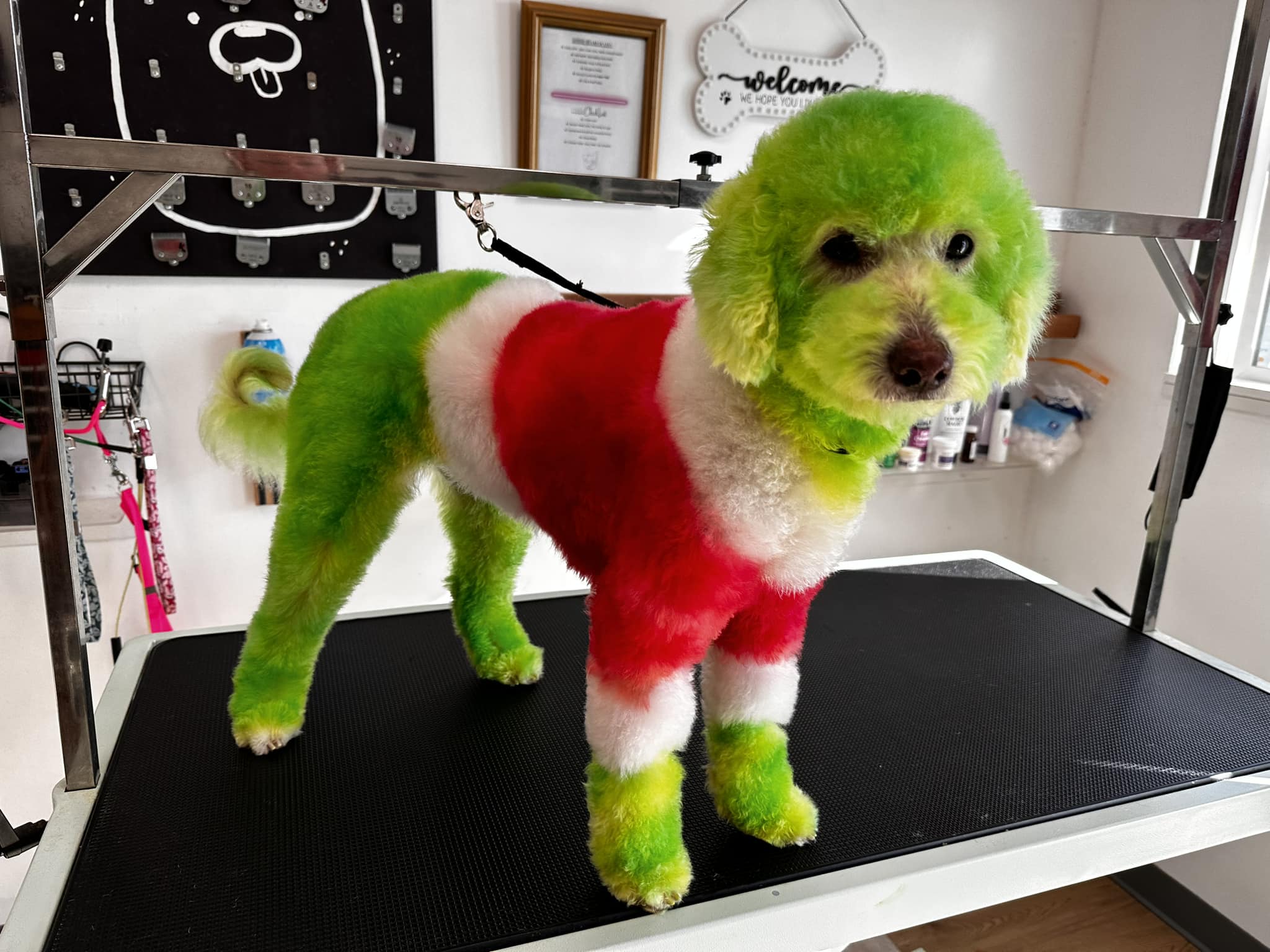 dog safe hair dye