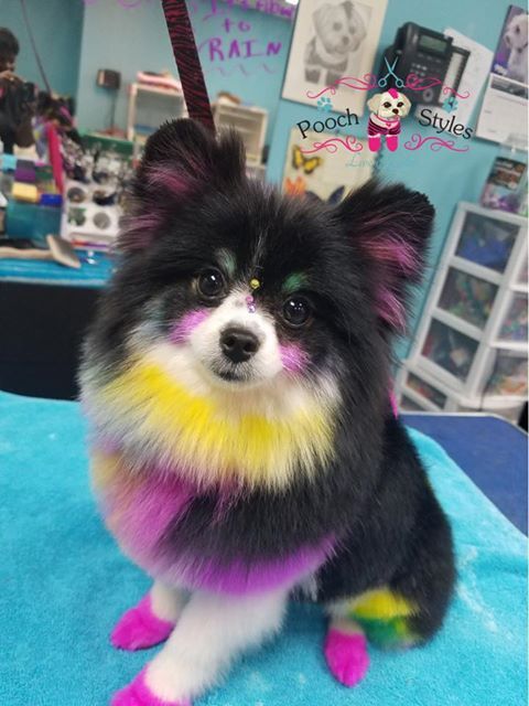 temporary dog dye