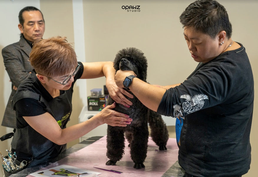 creative dog grooming with Betty Huang