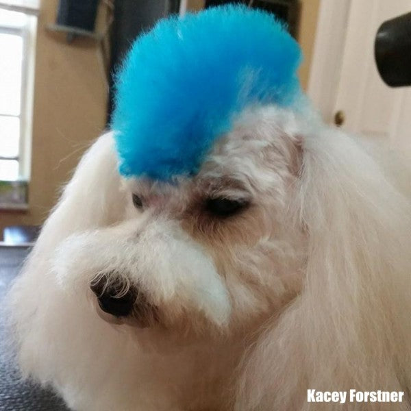 Innocent Blue Dog Hair Dye by OPAWZ 