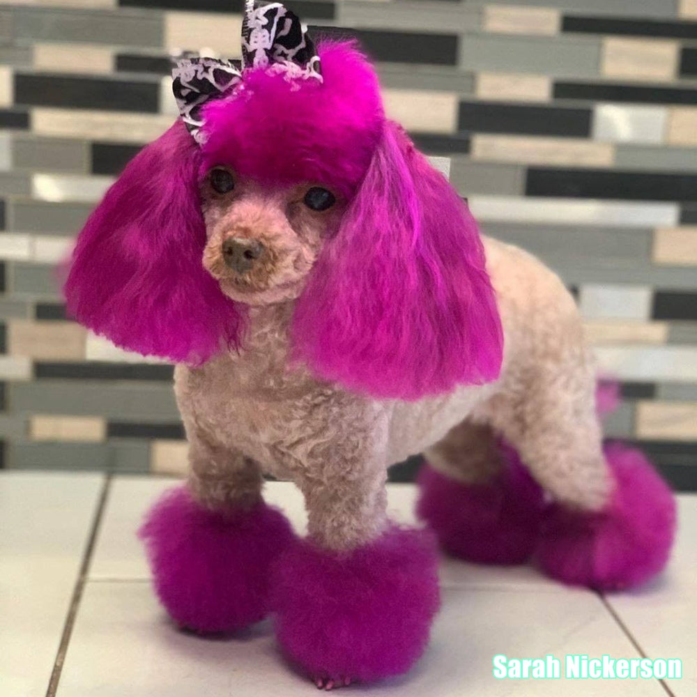Adorable Pink Dog Hair Dye by OPAWZ 