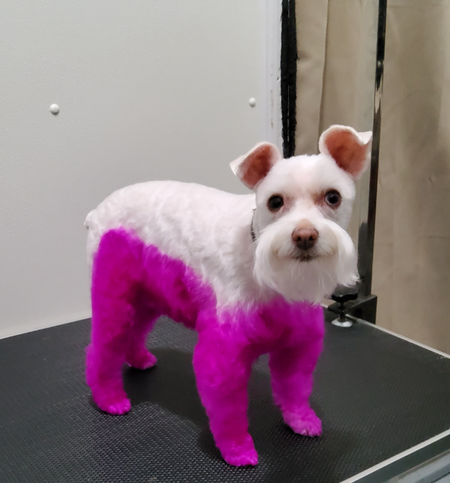 Dog Hair Dye - Adorable Pink (PD03) – OPAWZ Canada