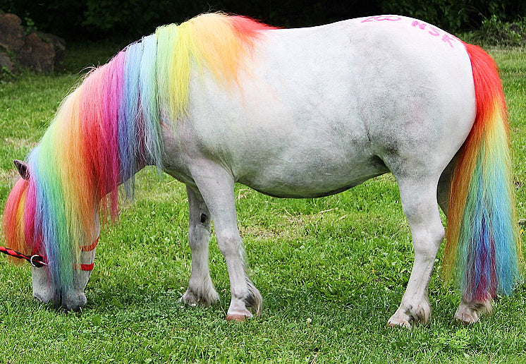 gallery  horse grooming