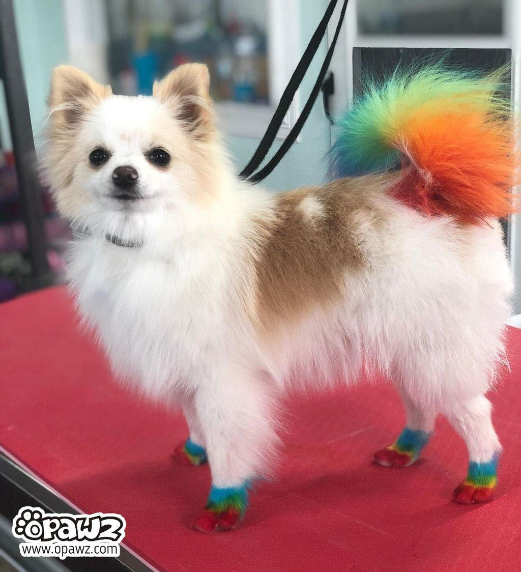 dyed blue pomeranian