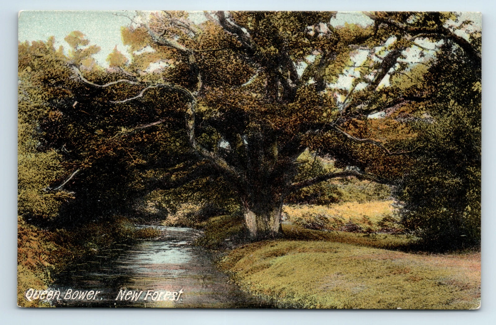 Queen Bower New Forest View Of Large Tree And Stream Old Vintage Postc Old Vintage Postcards From Silver Acorns