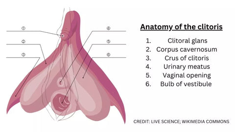 Clit anatomy