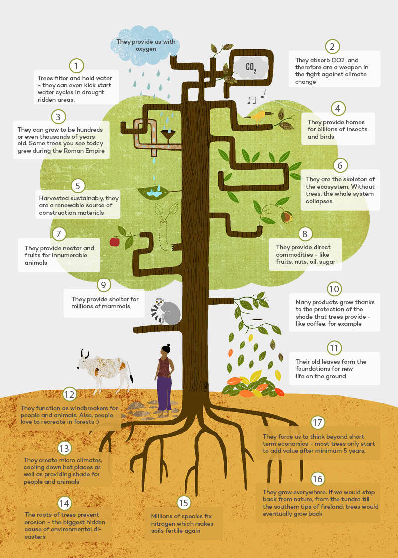 Benefits Of Planting Trees | 8 Billion Trees