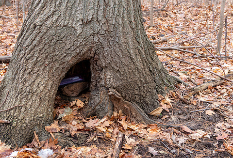 A container hidden underneath large tree roots.