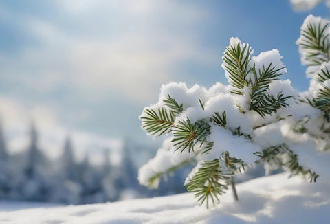 A green pine tree branch covered with snow. A snowy hill, snowy trees, and sunny blue sky are in the background.