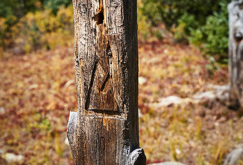 A tree with knife markings on it.