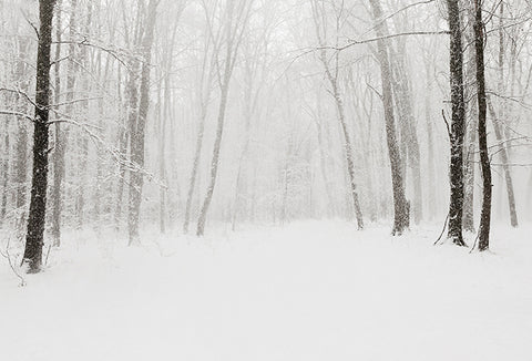 An open forest with bare trees, the ground covered in snow.