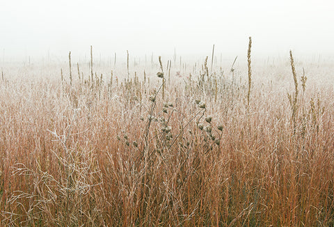 Tall, beige grasslands against the open sky, dusted with frost.