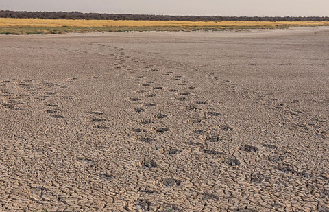 Trails of round tracks and prints in dry, cracked dirt.