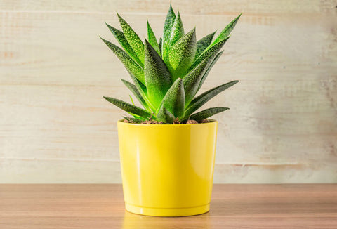 Aloe Vera plant in a bright yellow pot sitting on a counter.