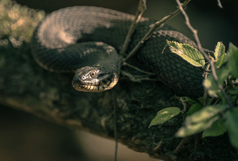 A snake slithering through the jungle.