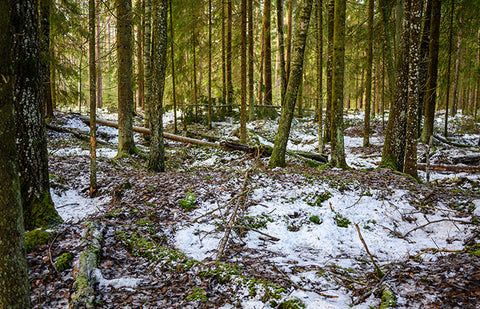 A large forest with tall trees, some snow still packed into the ground.