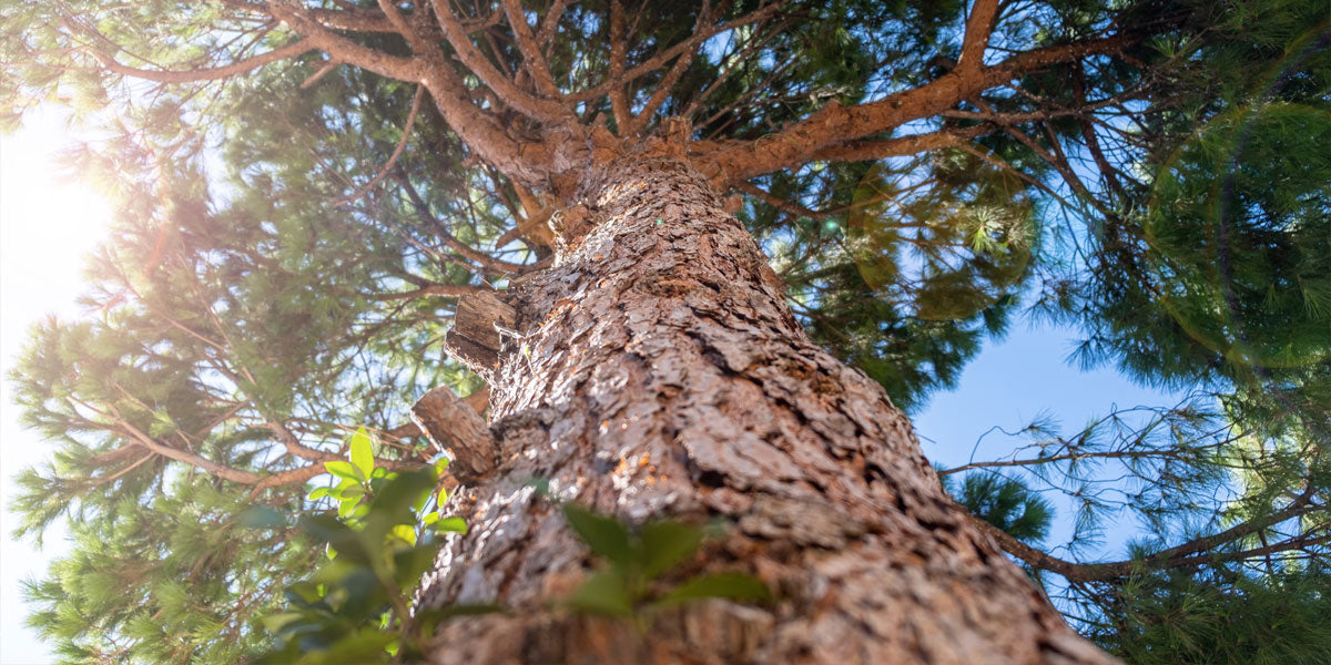 Pine Tree Bark