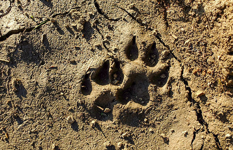 Large cat paw prints in dry dirt.