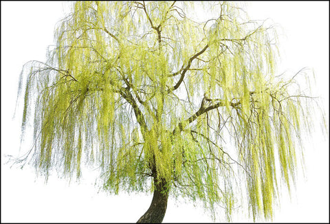 A drooping White Willow tree.