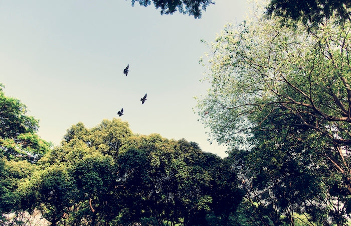 Birds flying in the sky above bushy green trees.