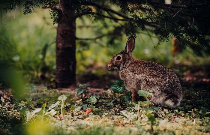 rabbit in the woods