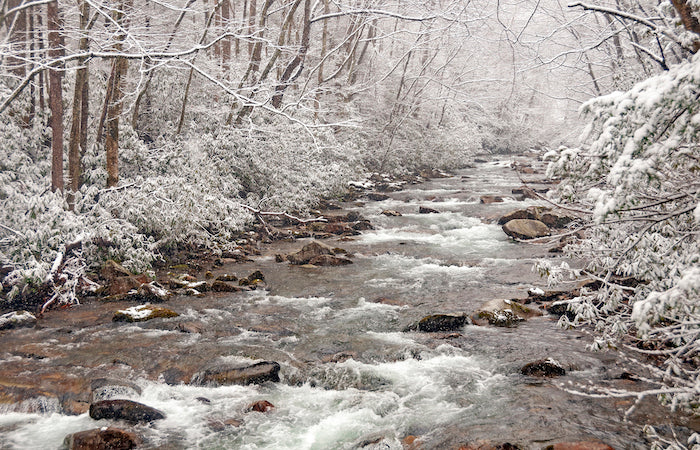 Mountain stream surrounded by trees and snow.