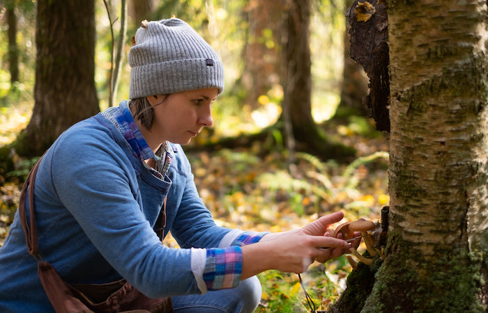 woman cutting wild mushrooms from a tree