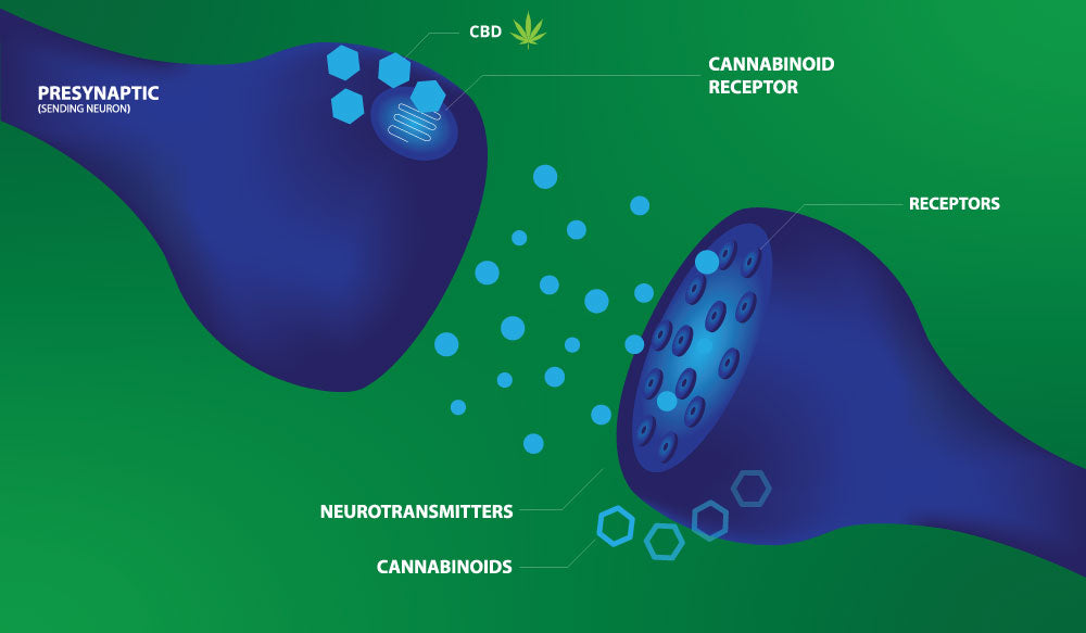 CB1 and CB2 Receptors