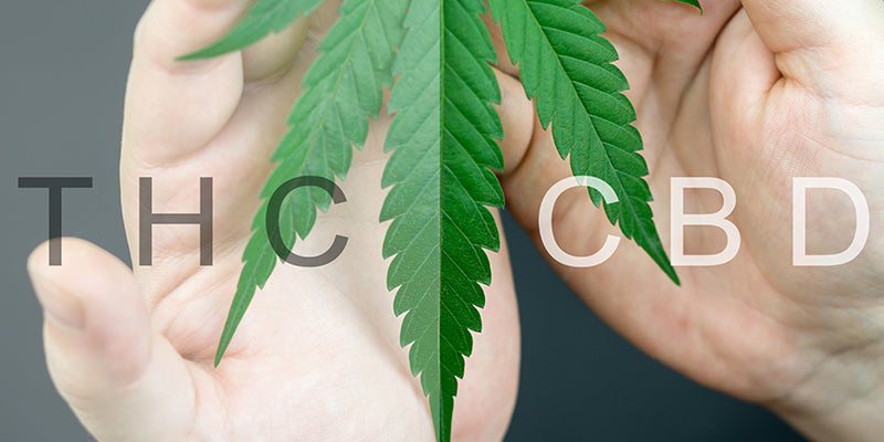 What is the difference between THC and CBD