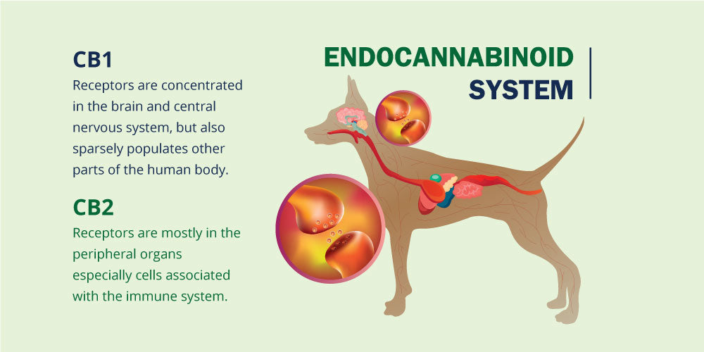 Canine Endocannabinoid System
