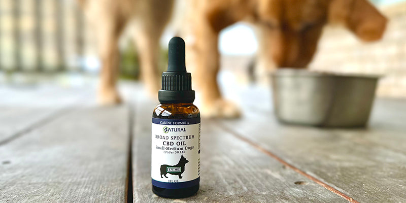 Hemp oil for dogs