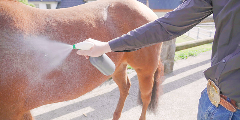 Man Spraying horse- with neem spray