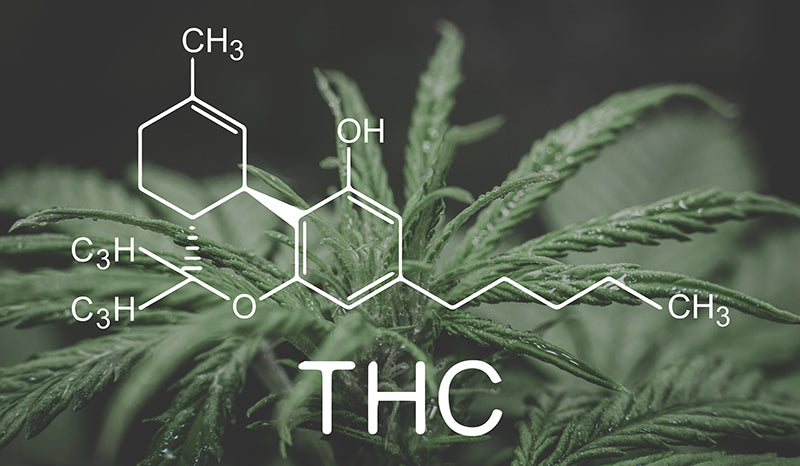 THC compound over hemp leaves