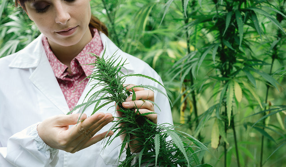 Women holding hemp plant