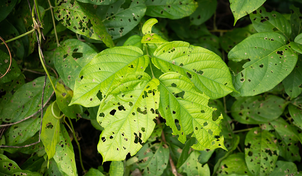 Bugs eating the leaves of a plant. Does neem oil help with killing bugs