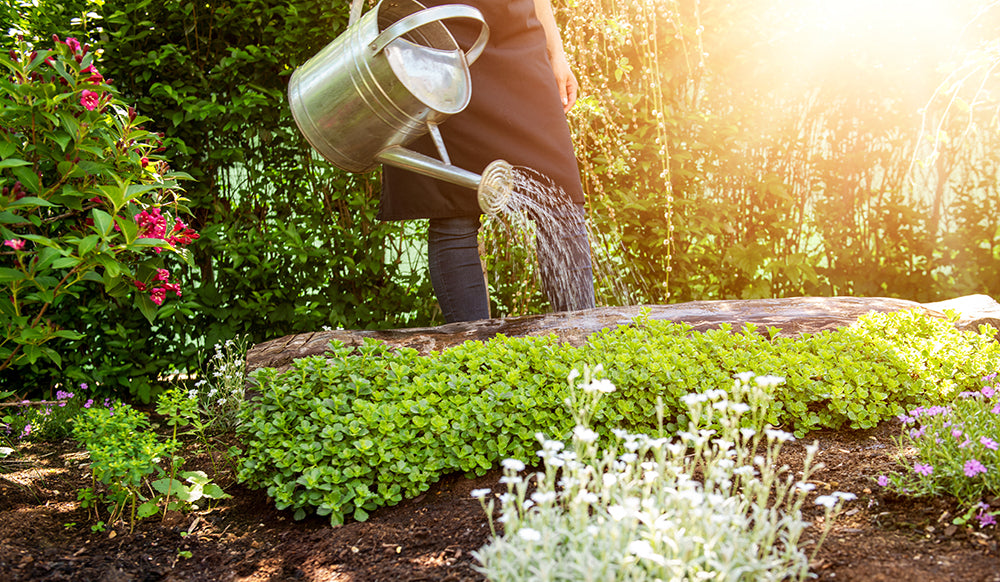 How to use Neem Soil Drench