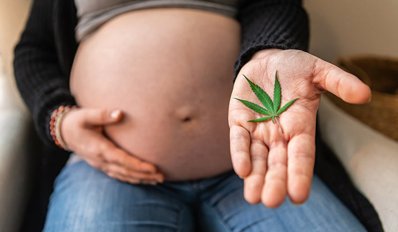 pregnant with hemp leaf in hand