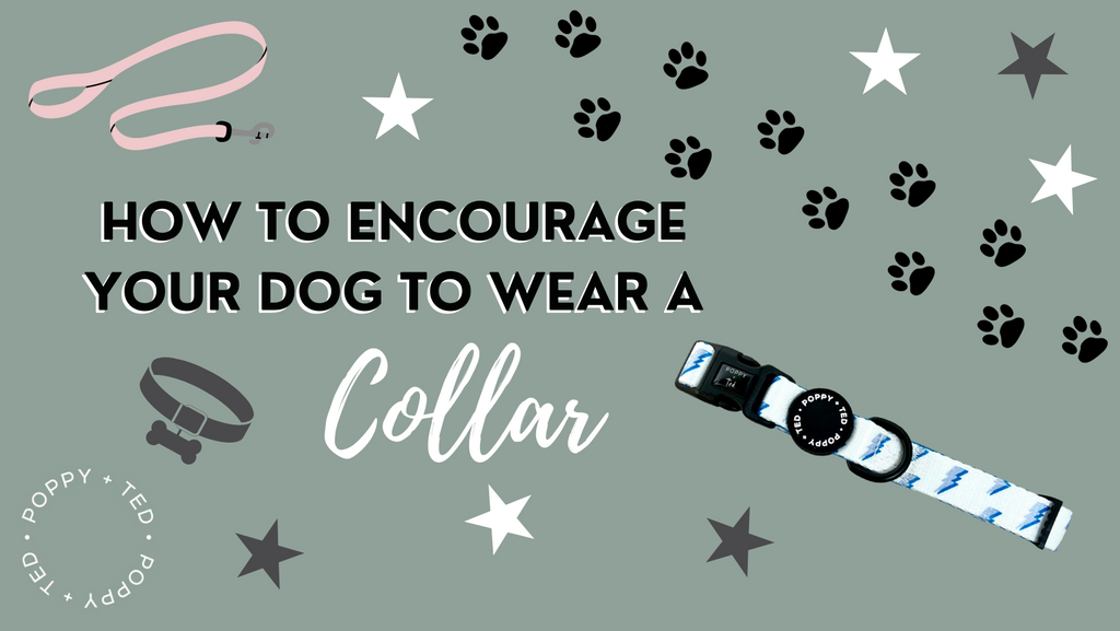 how to encourage your dog to wear a collar